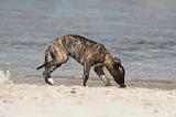 WHIPPET 320